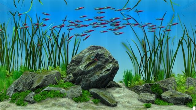 Hình ảnh trong game Behind Glass Aquarium Simulator v1.1-P2P