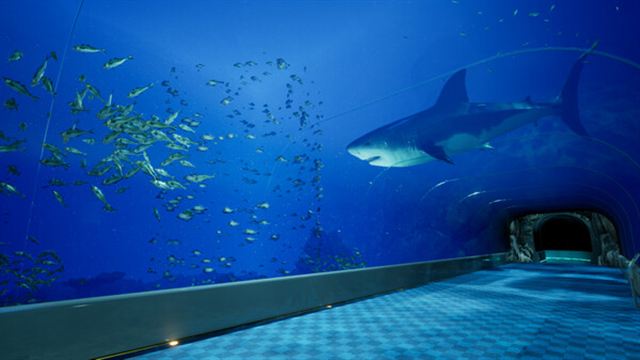 Hình ảnh trong game Aquarium at August 32nd-TENOKE