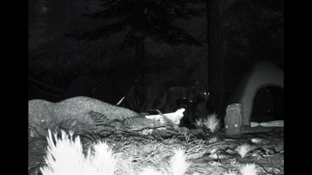 Hình ảnh trong game TRAILCAM-TiNYiSO