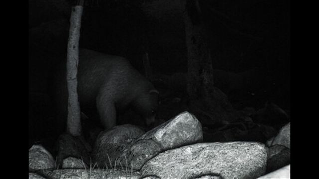 Hình ảnh trong game TRAILCAM-TiNYiSO